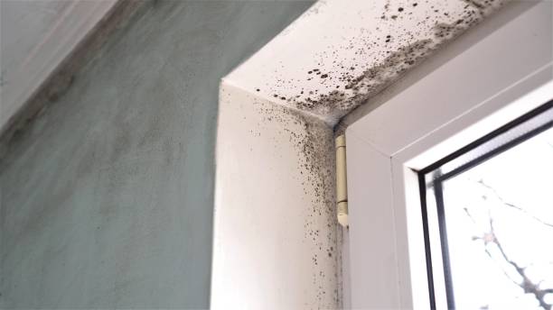 Mold Removal and Inspection in Sunset Hills, MO