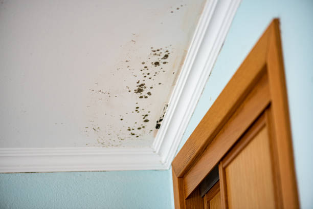 Best Local Mold Removal Service  in Sunset Hills, MO