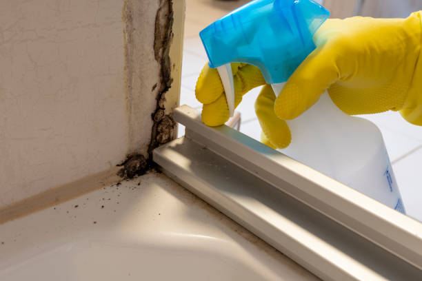 Best Toxic Mold Removal  in Sunset Hills, MO
