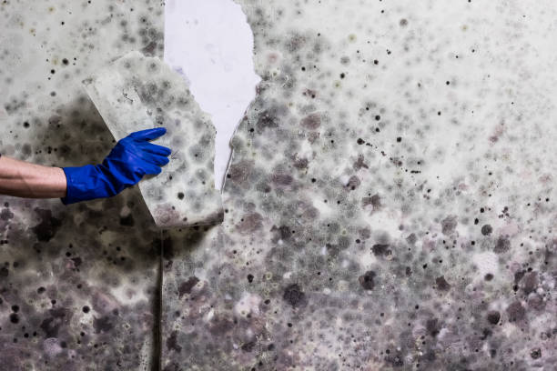 Mold Testing and Removal in Sunset Hills, MO
